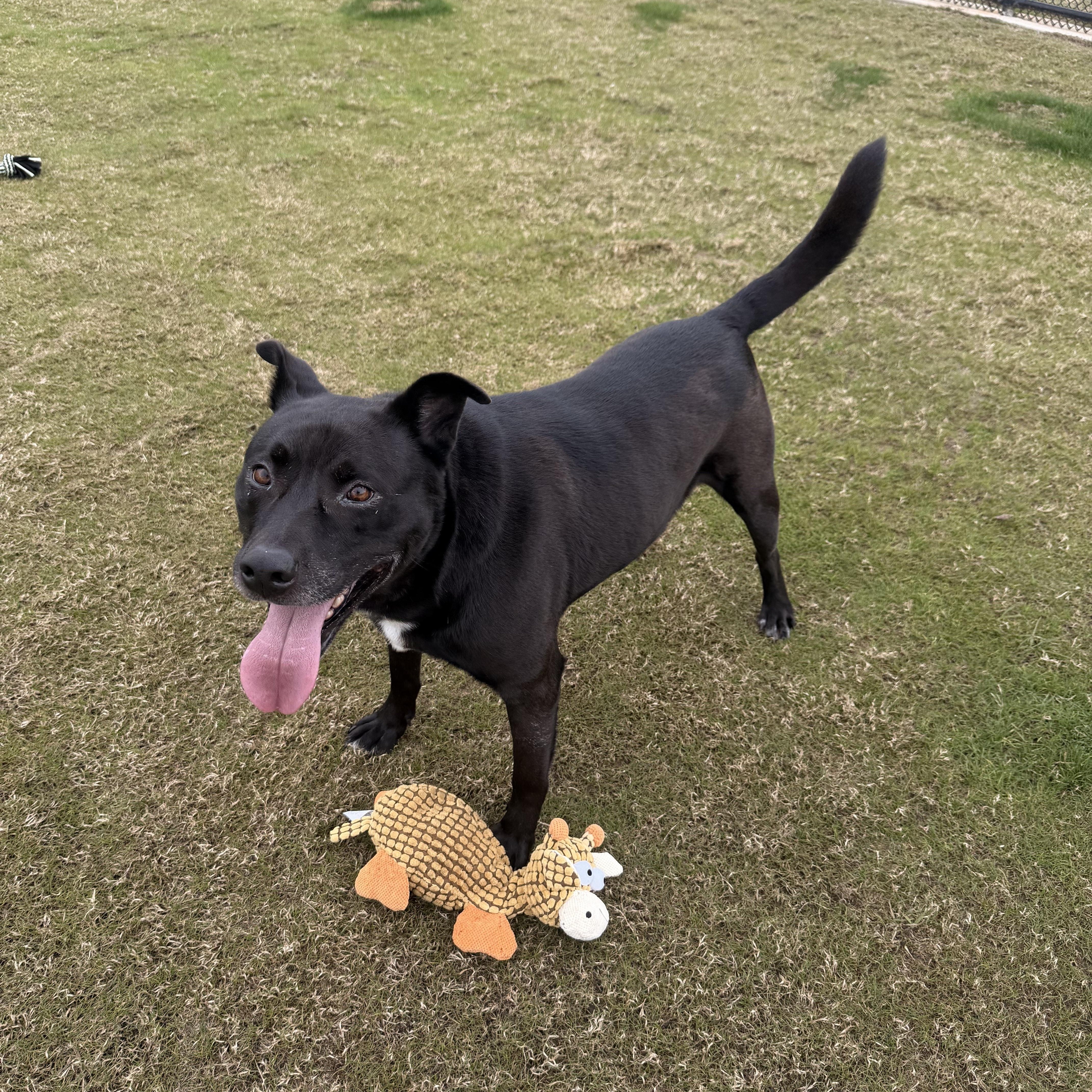 Enlarge Darcy, an adoptable mixed breed in Daphne, AL image 3/4