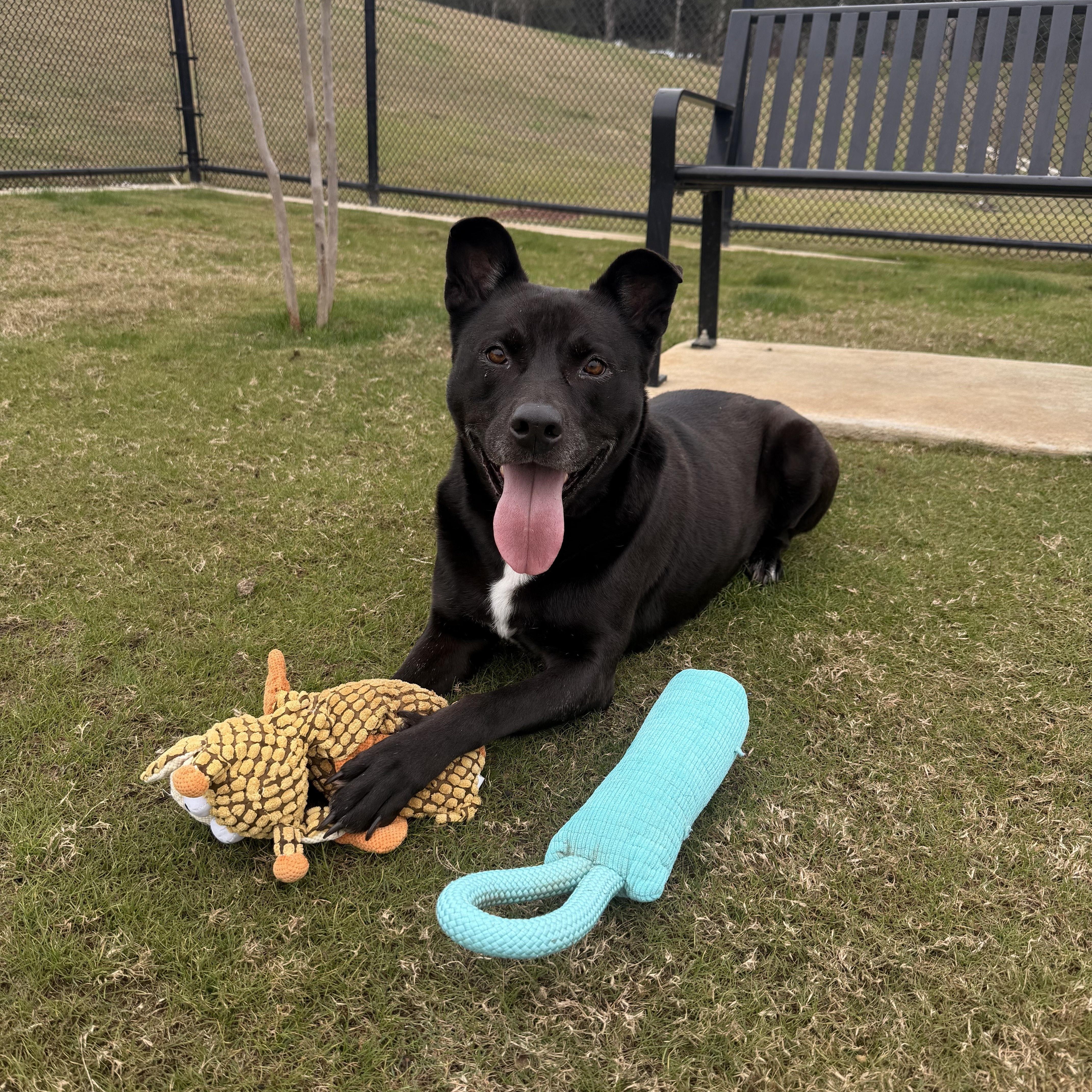 Enlarge Darcy, an adoptable mixed breed in Daphne, AL image 4/4