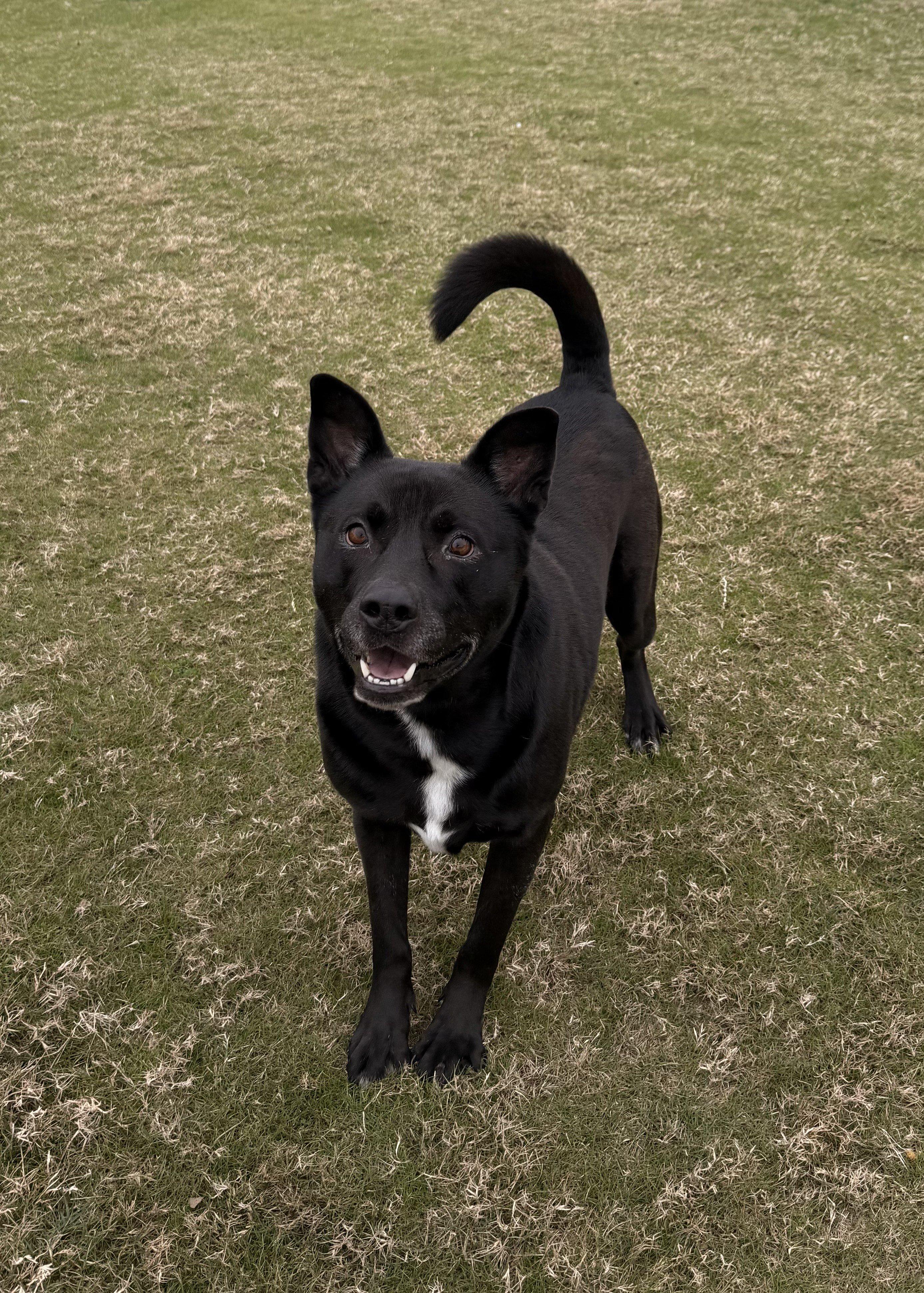 Enlarge Darcy, an adoptable mixed breed in Daphne, AL image 1/4