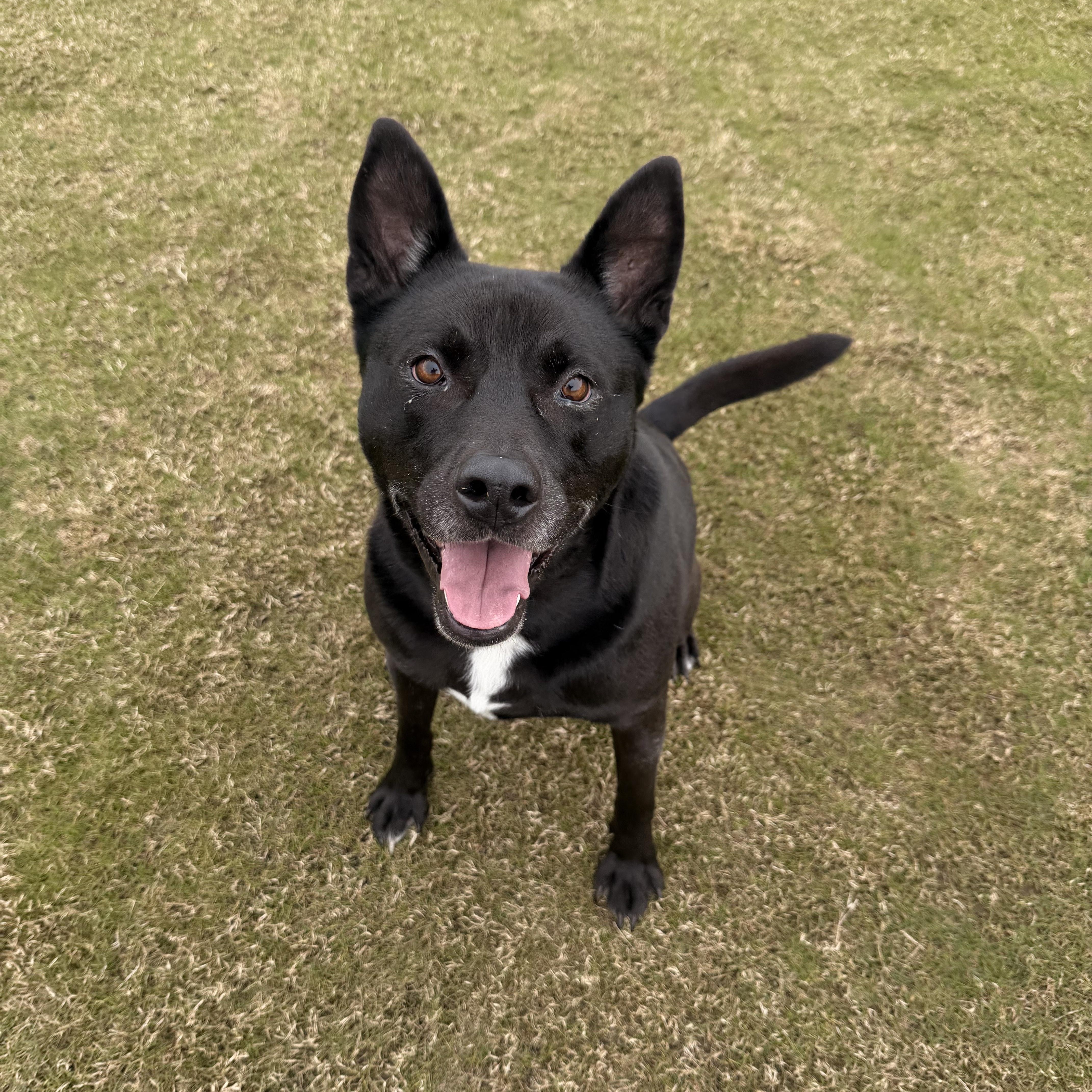 Enlarge Darcy, an adoptable mixed breed in Daphne, AL image 2/4