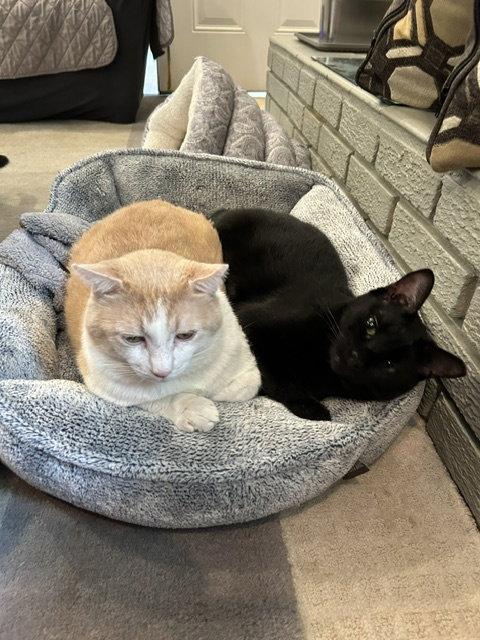 Pablo - life's better with a little paw-casso, Adoptable, Adult Male Bombay & American Shorthair.