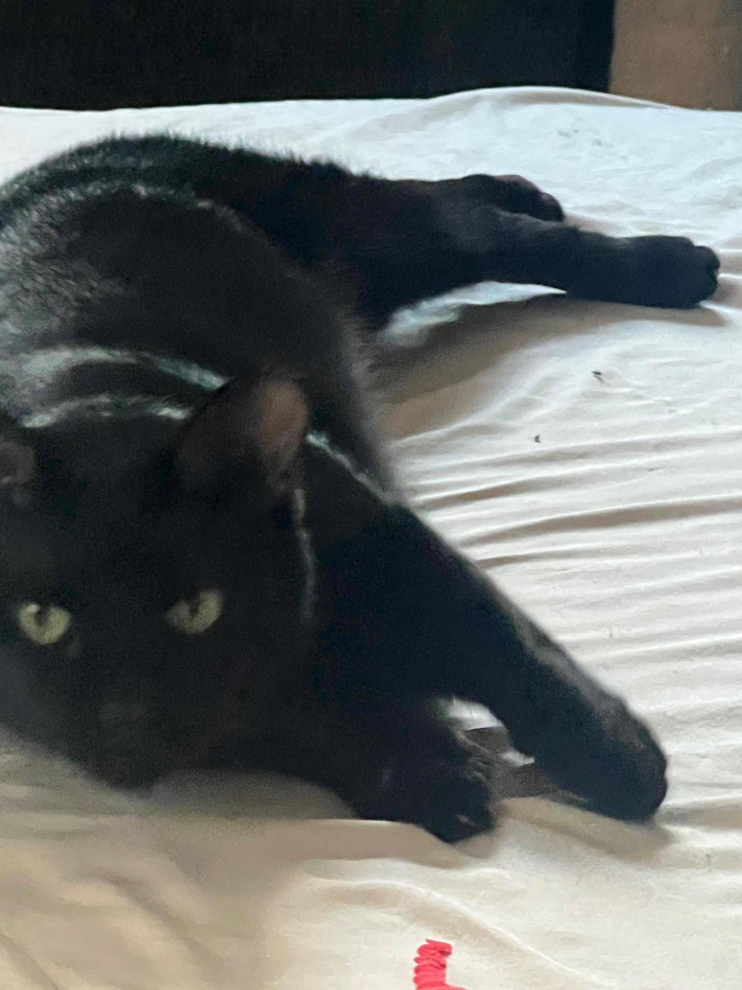 Enlarge Pablo - life's better with a little paw-casso, a Adoptable Bombay in Atlanta, GA image 1/2