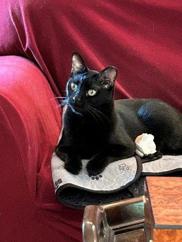 Pablo - life's better with a little paw-casso, Adoptable, Adult Male Bombay & American Shorthair.