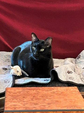 Enlarge Pablo - life's better with a little paw-casso, a Adoptable mixed breed in Atlanta, GA image 2/3