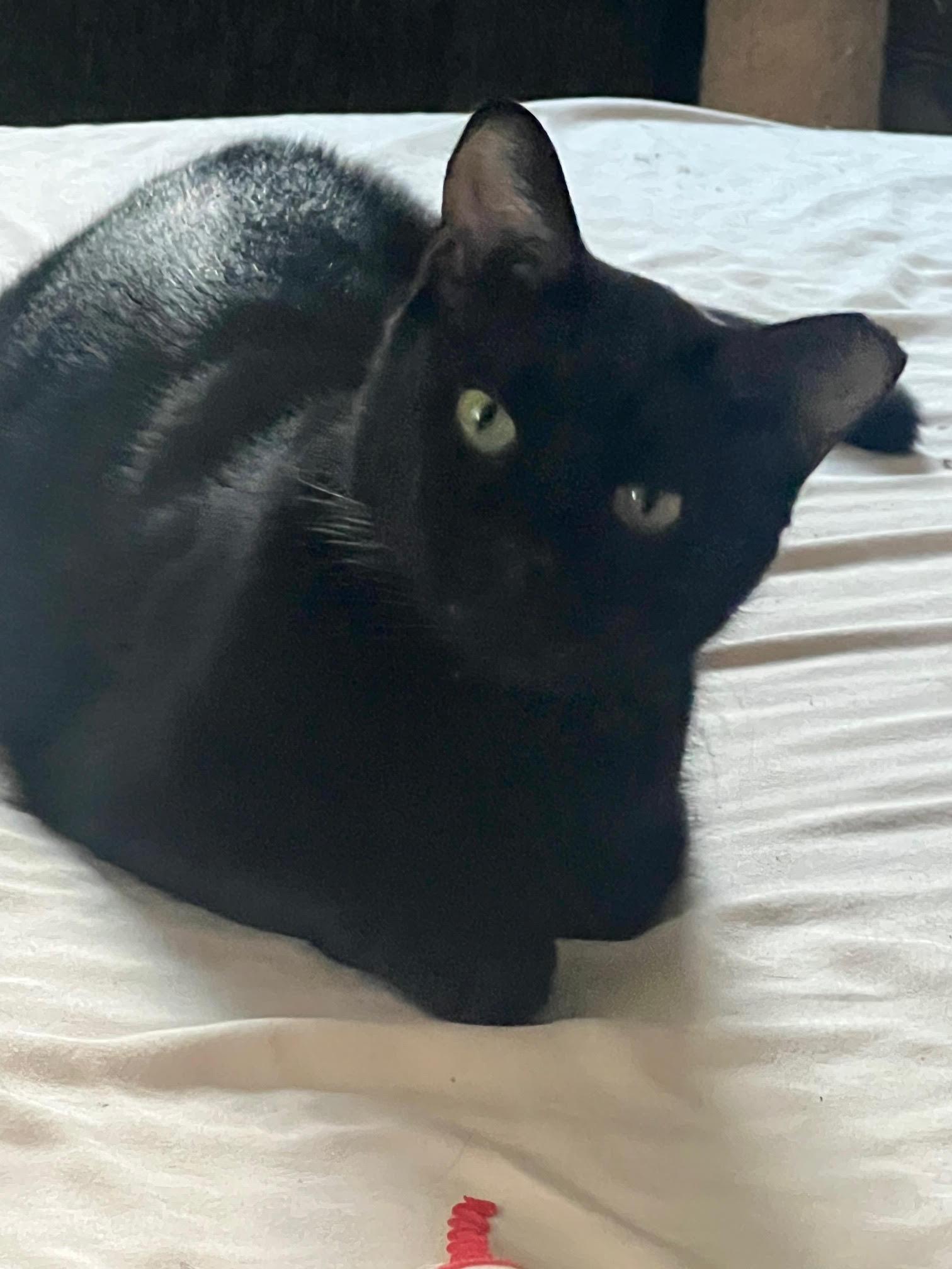 Enlarge Pablo - life's better with a little paw-casso, a Adoptable Bombay in Atlanta, GA image 2/2