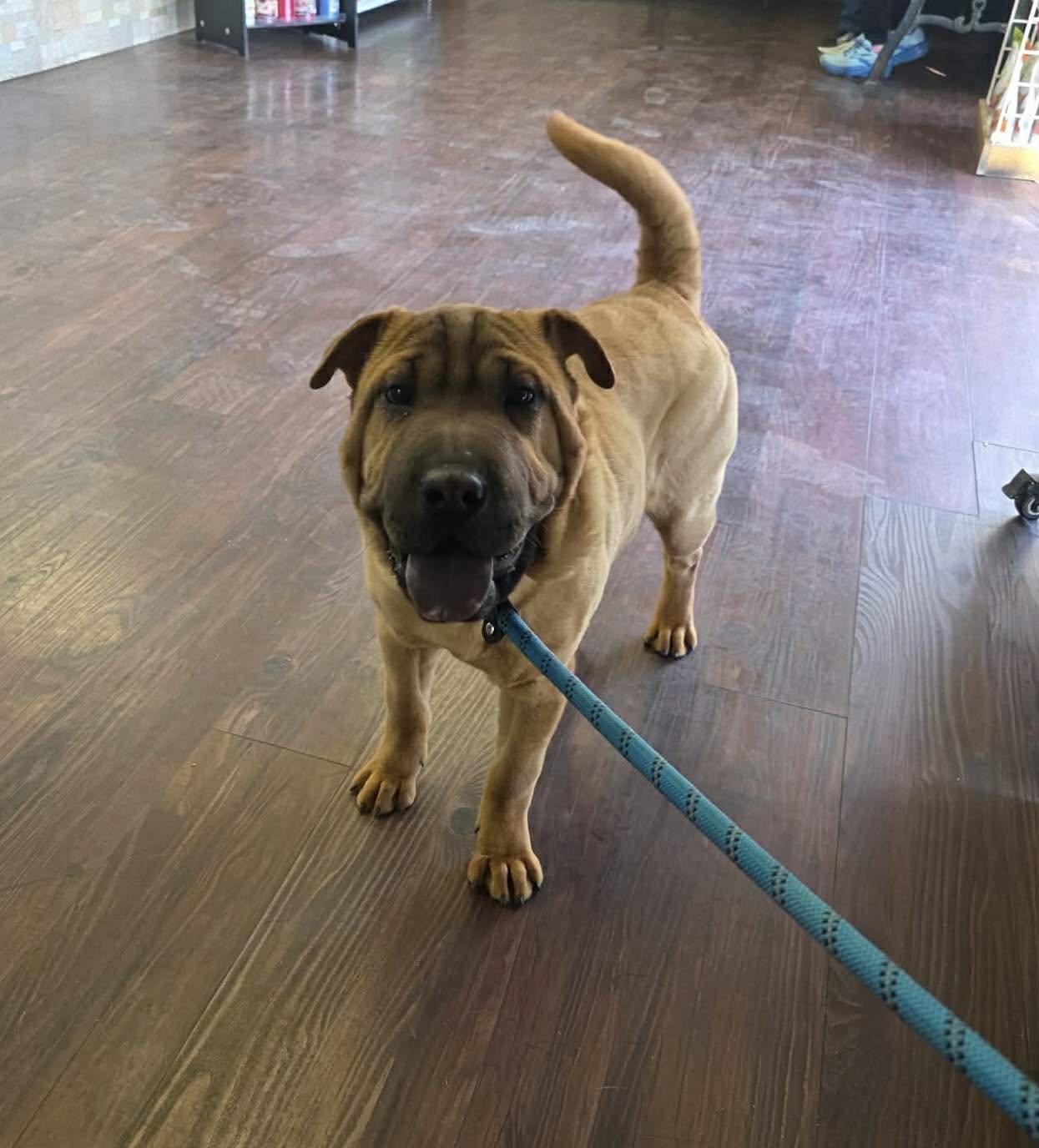 Enlarge Thelma, a ADOPTABLE mixed breed in Uxbridge, MA image 1/1