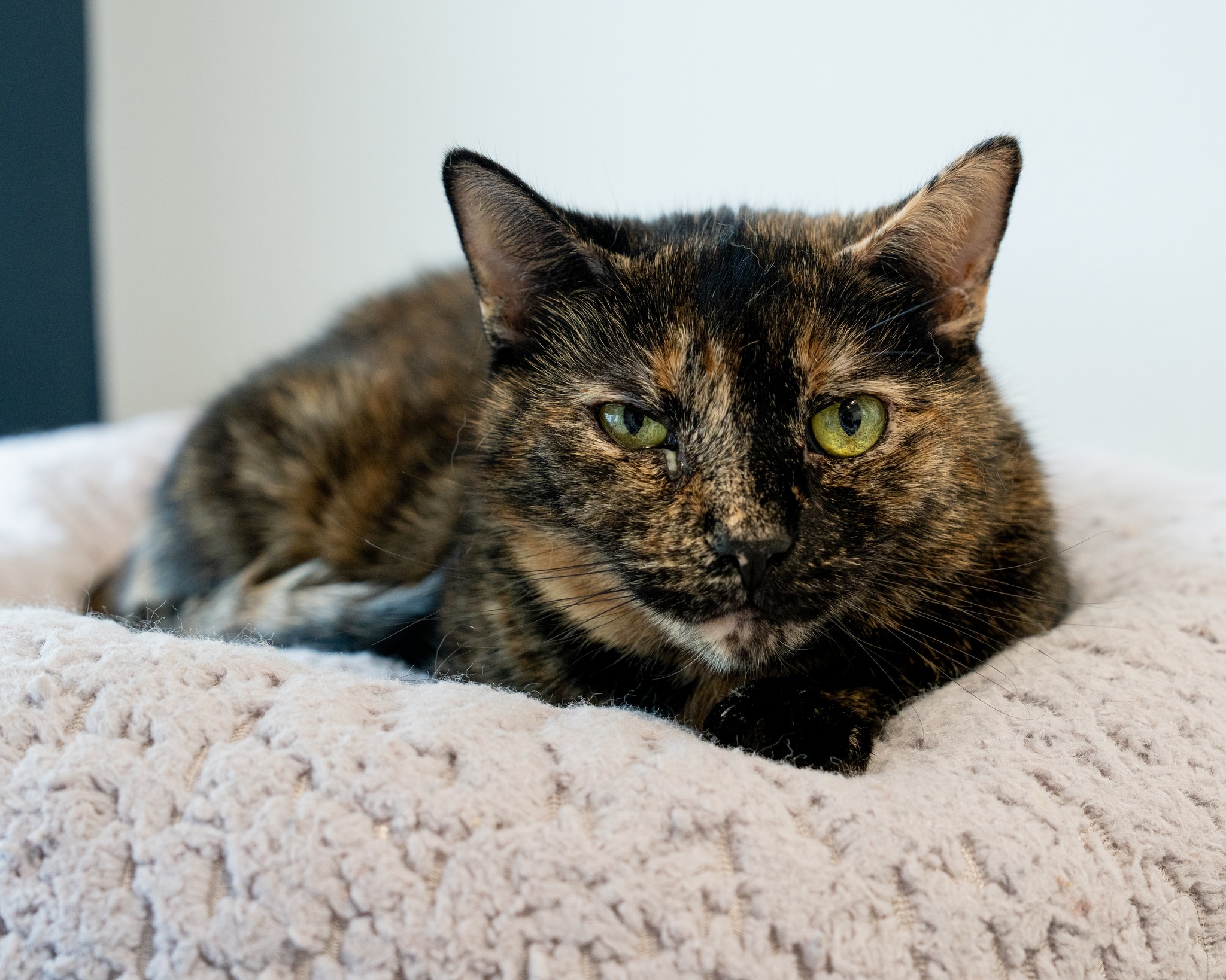 Sassy, Adoptable, Adult Female Domestic Short Hair.