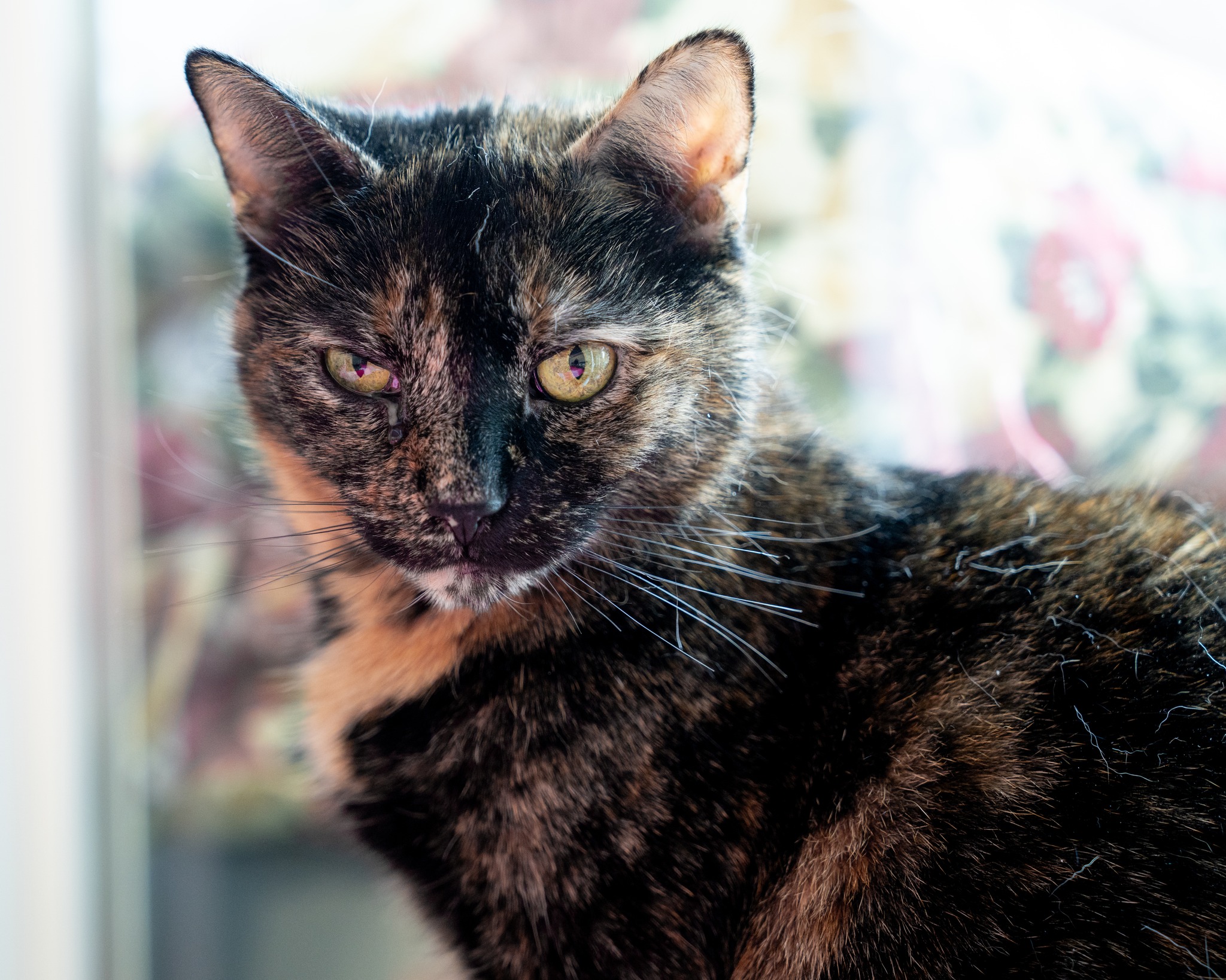 Sassy - Adopted | Petfinder