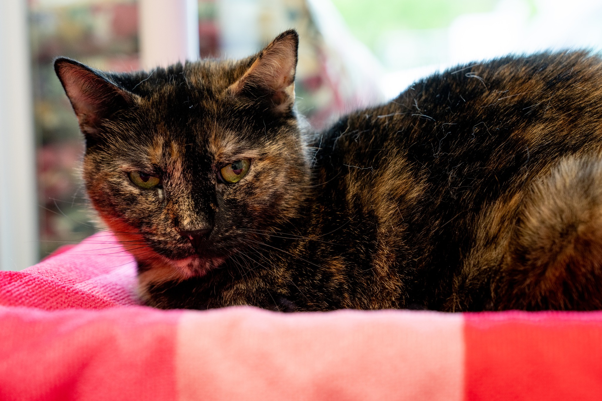Enlarge Sassy, a Adoptable Domestic Short Hair in North Haven, CT image 4/4