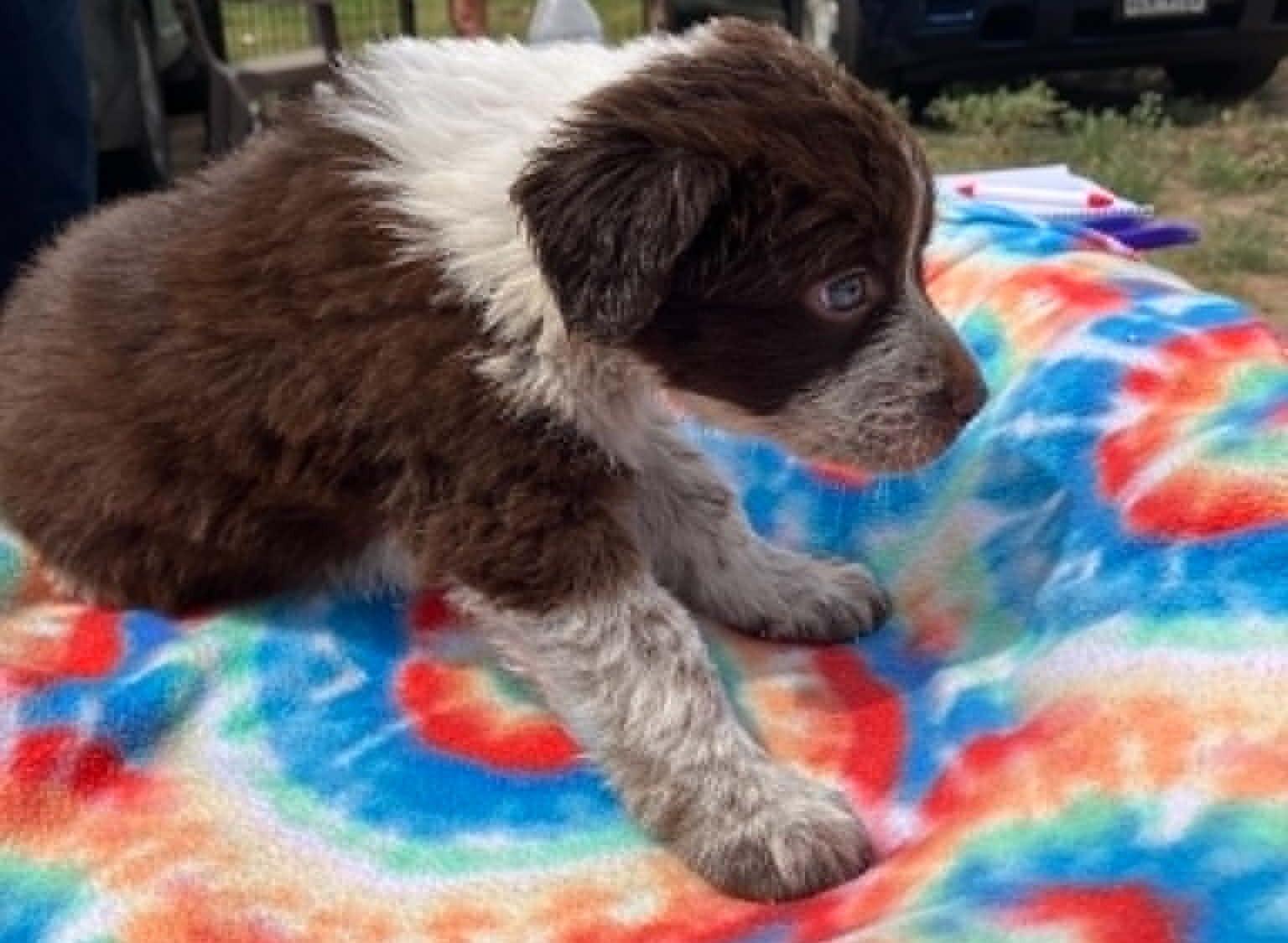Enlarge Papaya, a ADOPTABLE mixed breed in Temple, TX image 3/4