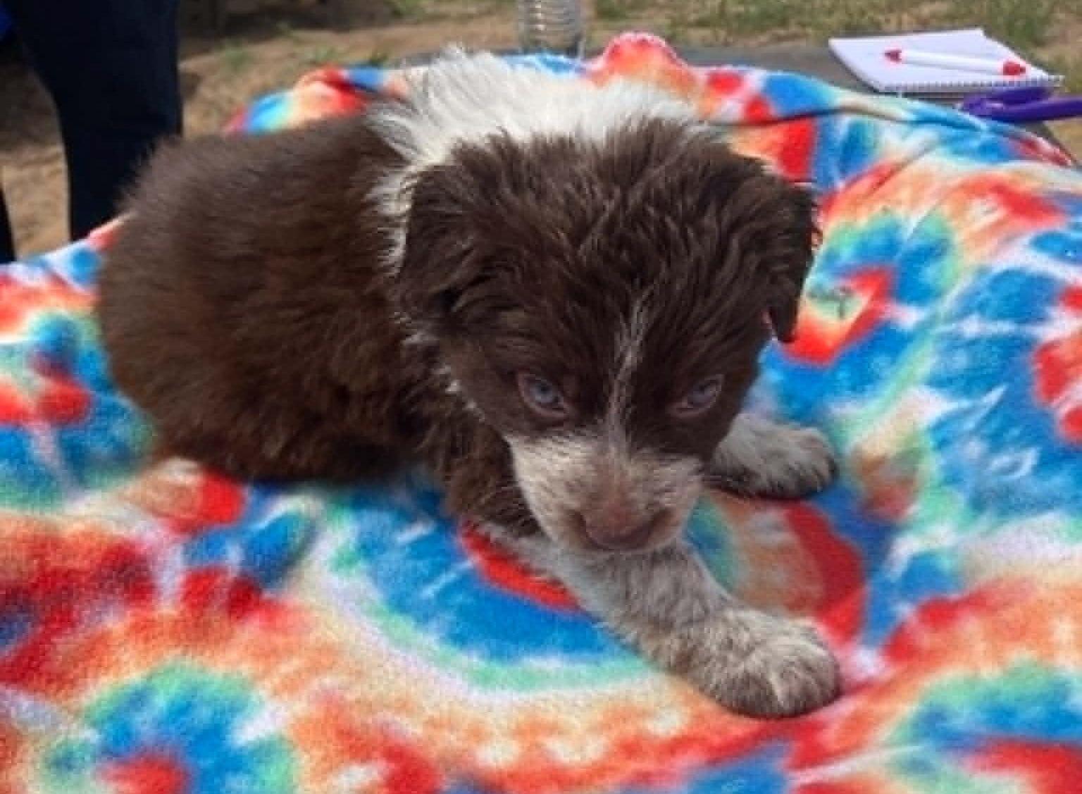 Enlarge Papaya, a ADOPTABLE mixed breed in Temple, TX image 2/4