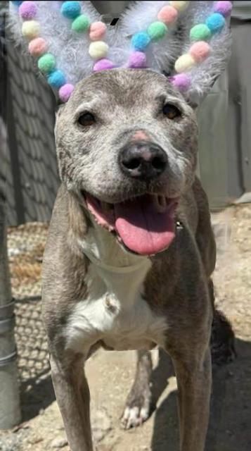 Enlarge Stella, a ADOPTABLE mixed breed in Madera, CA image 1/1