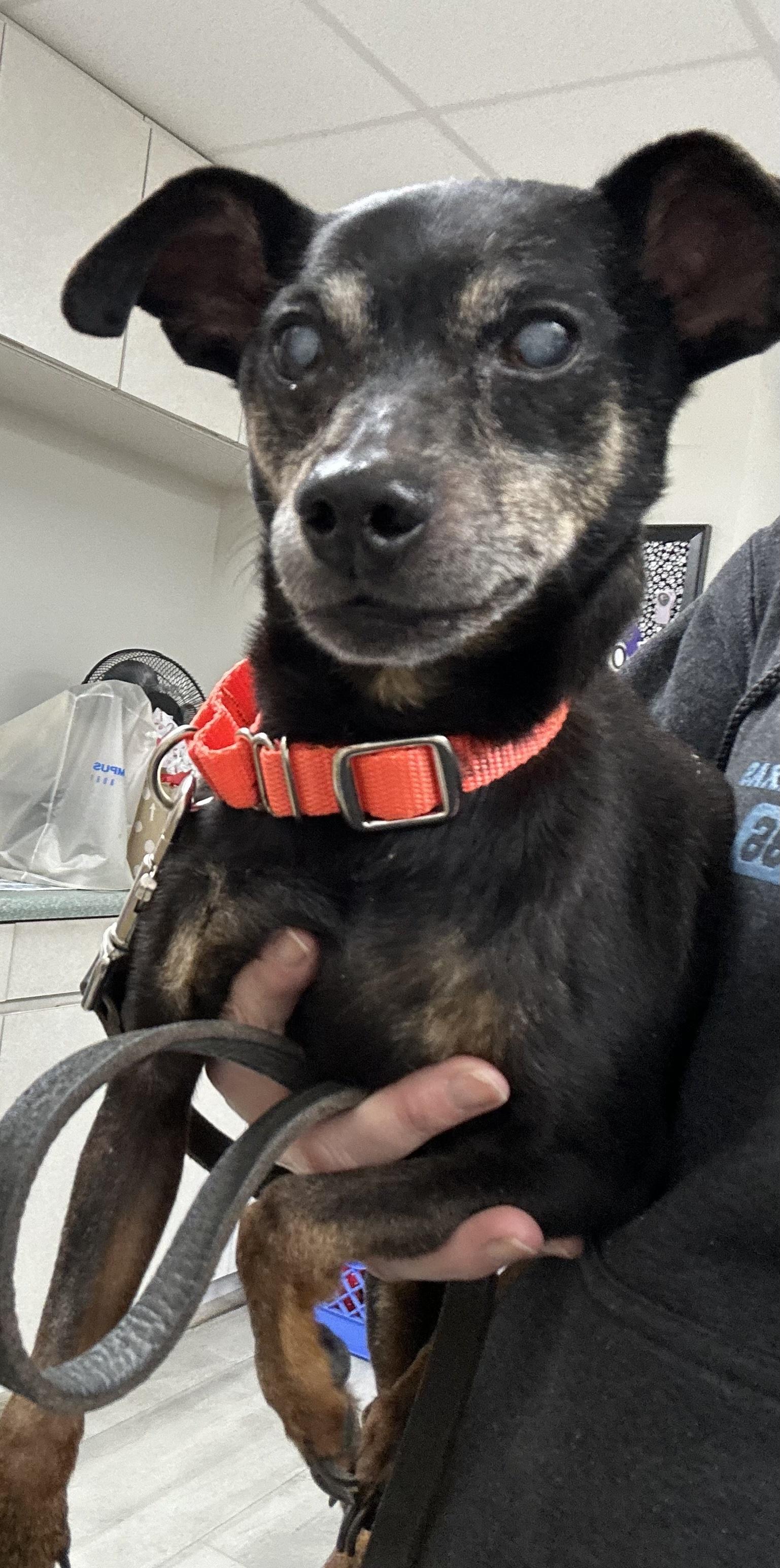 Enlarge Rusty, a ADOPTABLE mixed breed in Whitestown, IN image 2/2