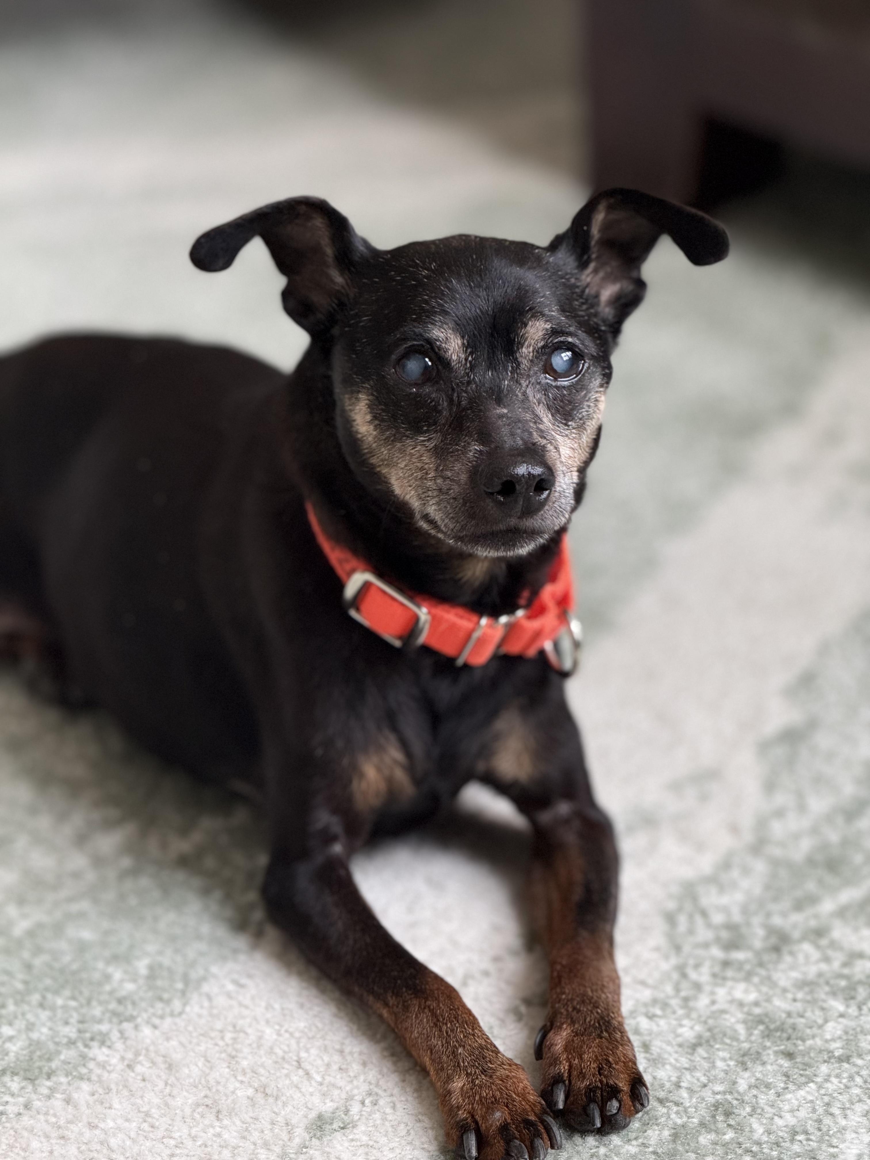 Enlarge Rusty, a ADOPTABLE mixed breed in Whitestown, IN image 1/2
