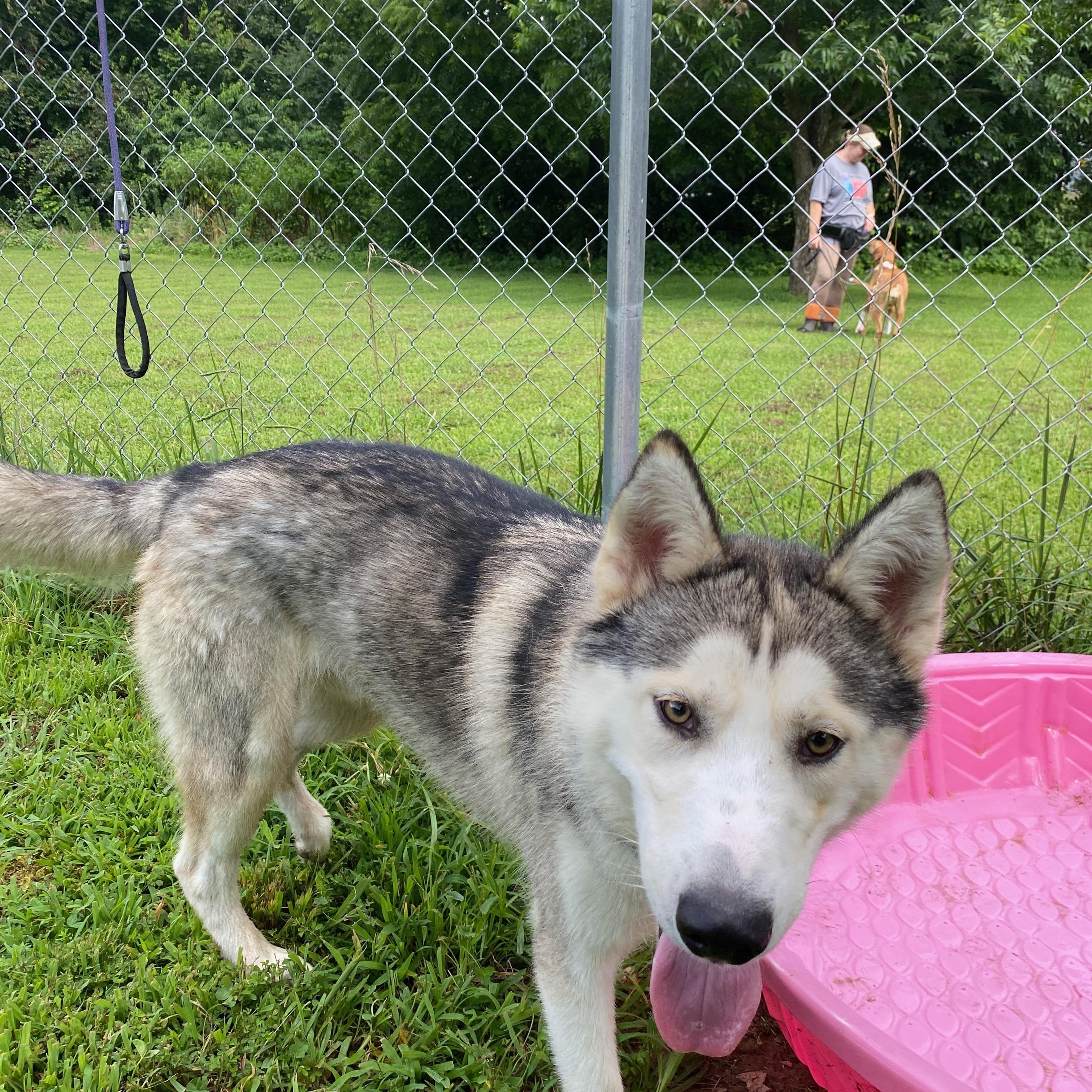 Dusty, Adoptable, Adult Male Husky.