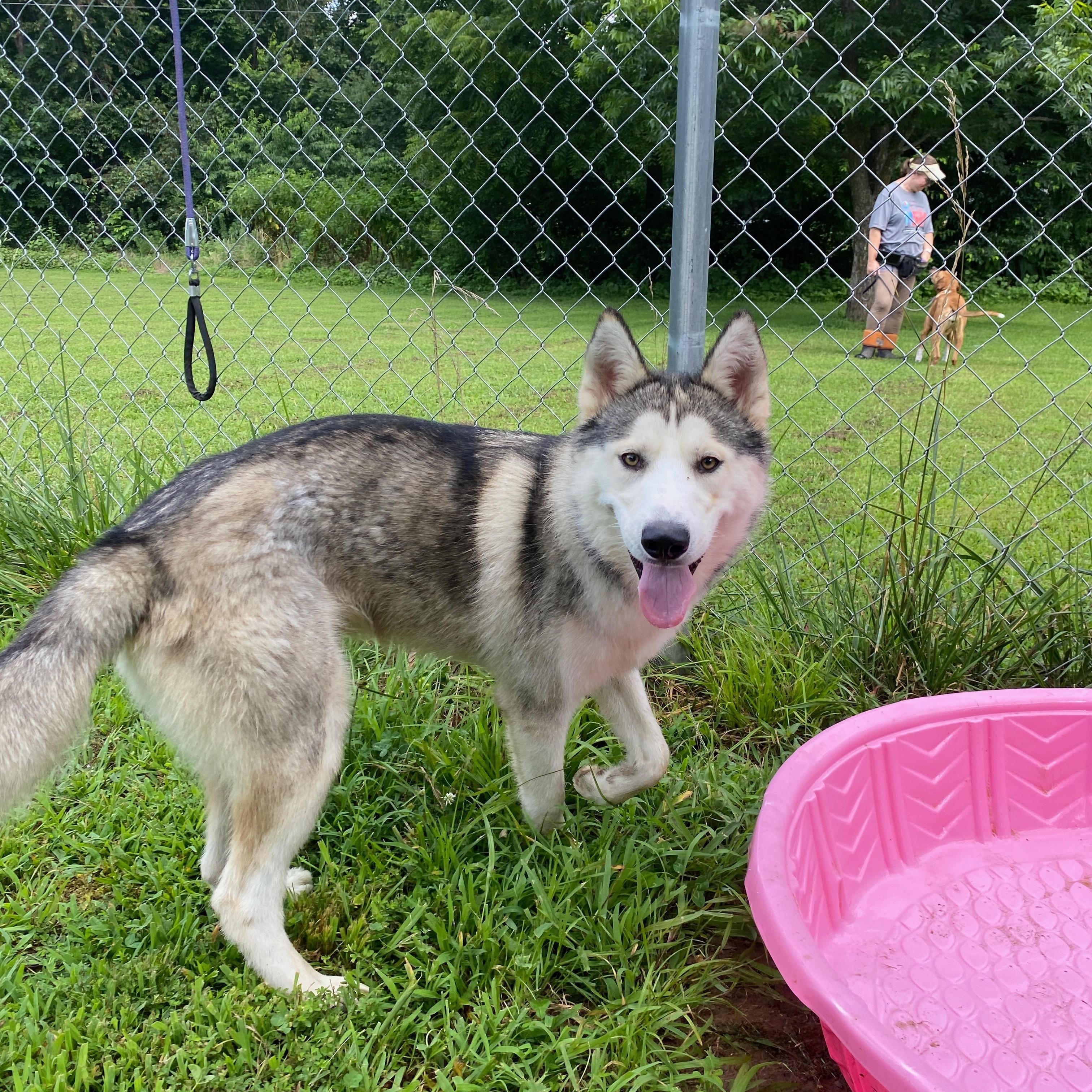 Enlarge Dusty, a Adoptable Husky in Tahlequah, OK image 6/6