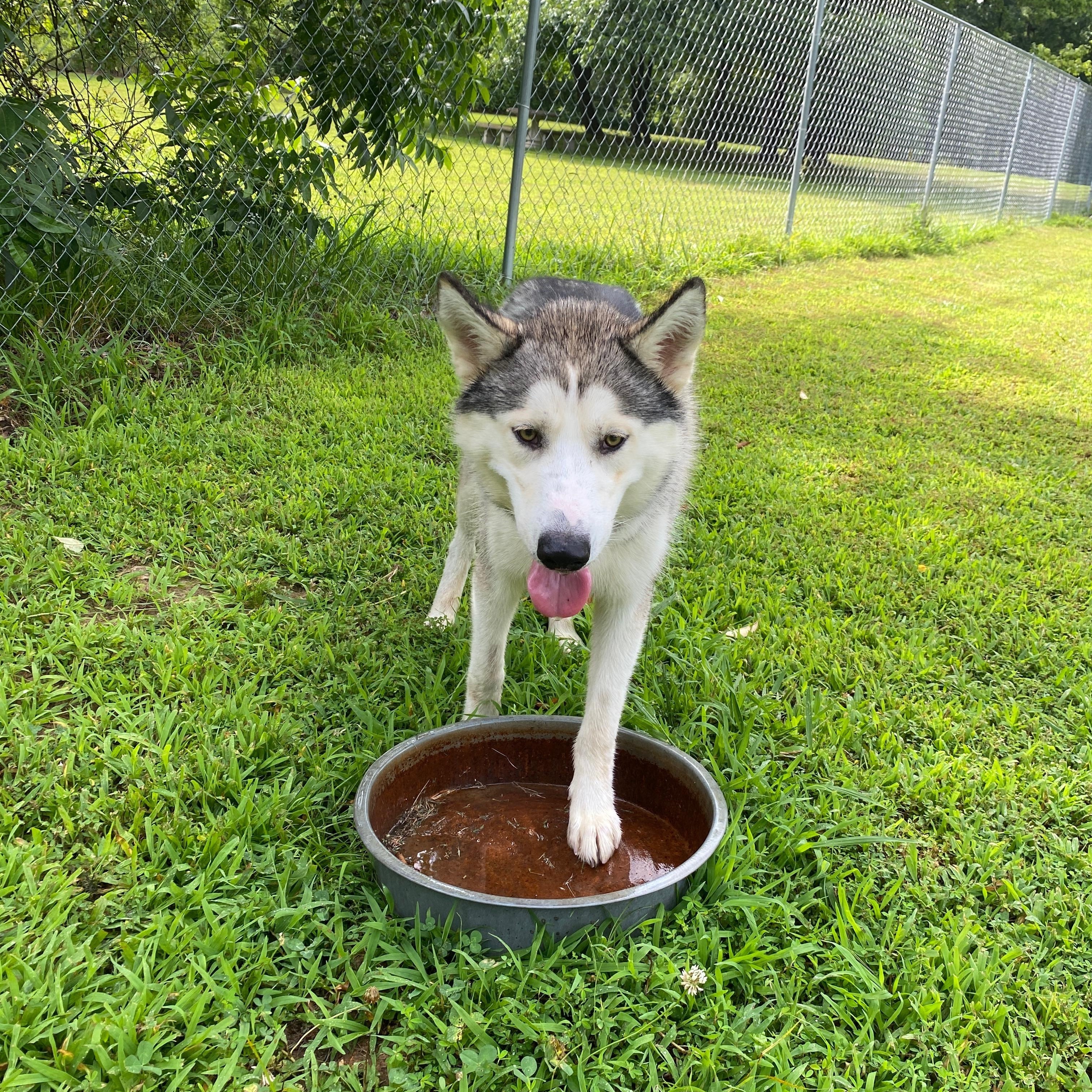 Enlarge Dusty, a Adoptable Husky in Tahlequah, OK image 3/6