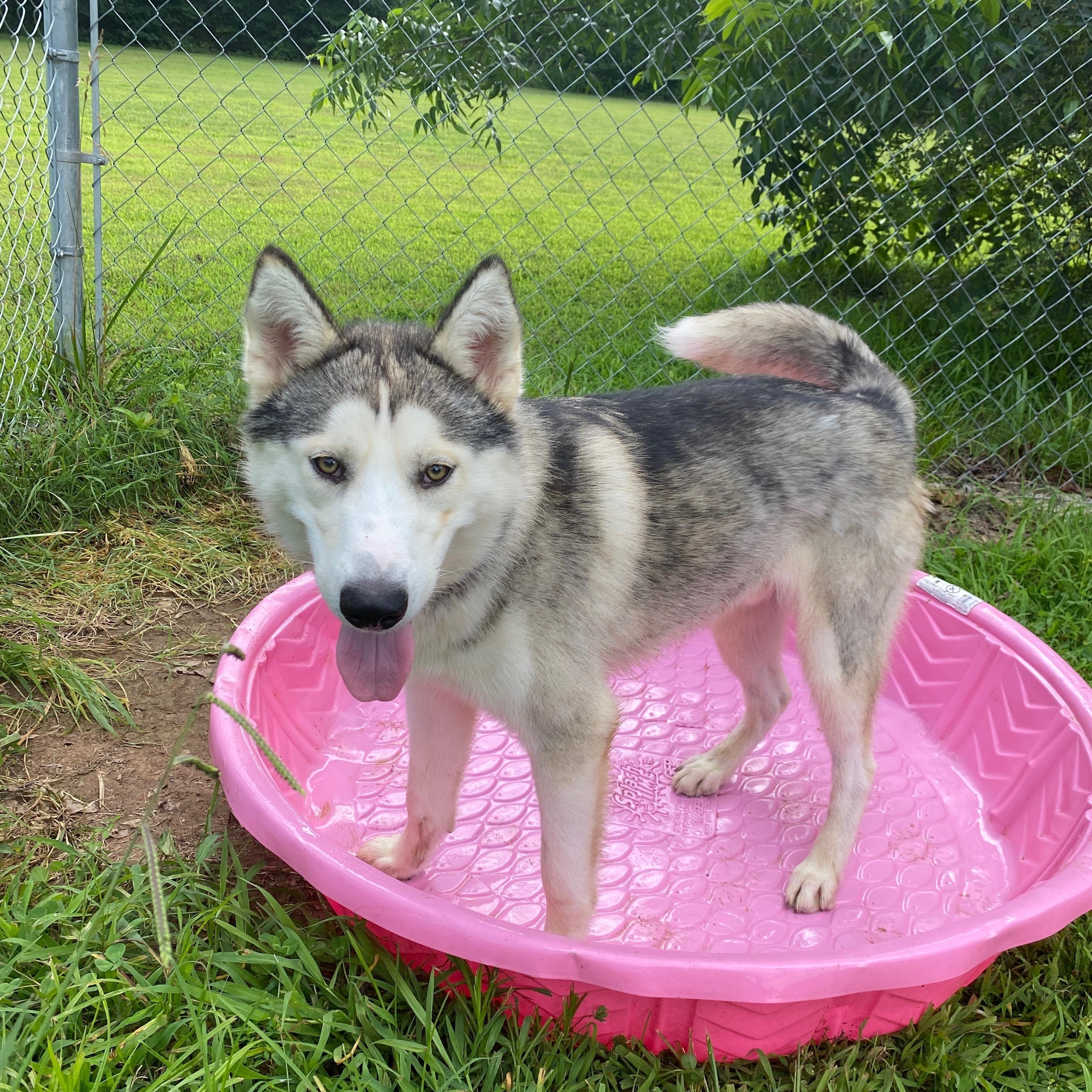 Enlarge Dusty, a Adoptable Husky in Tahlequah, OK image 2/6