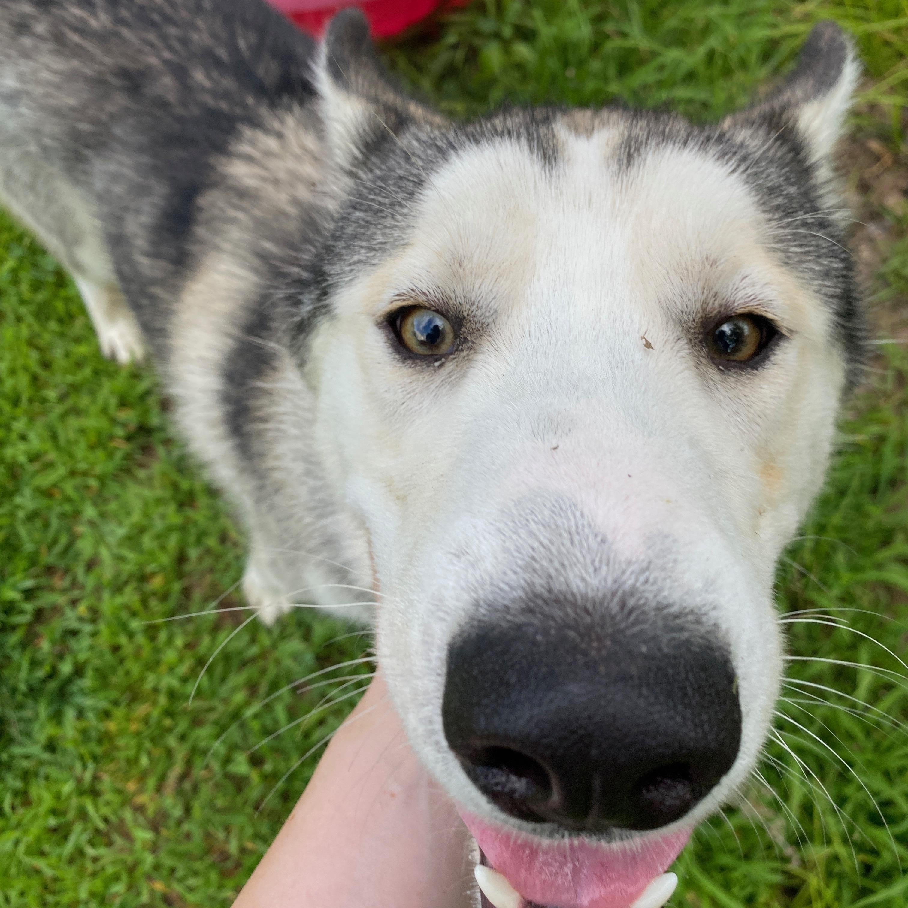 Enlarge Dusty, a Adoptable Husky in Tahlequah, OK image 4/6