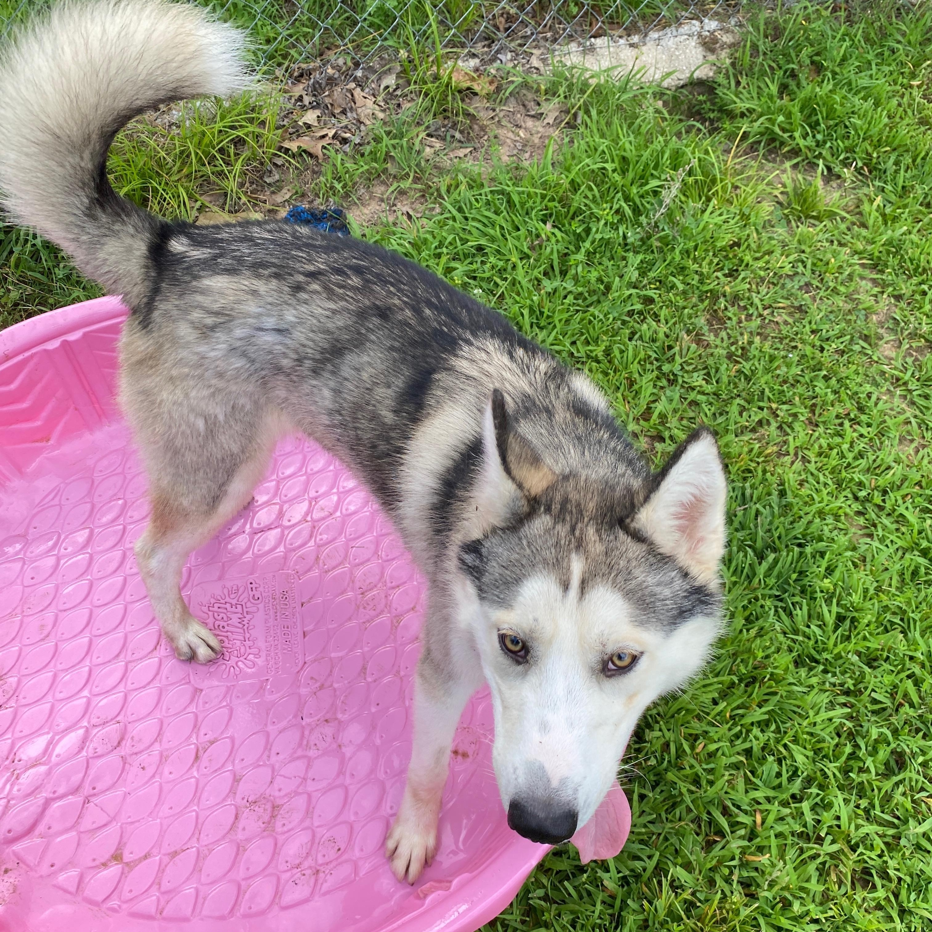 Enlarge Dusty, a Adoptable Husky in Tahlequah, OK image 5/6