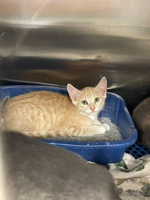 Matador, Adoptable, Kitten Male Domestic Short Hair.