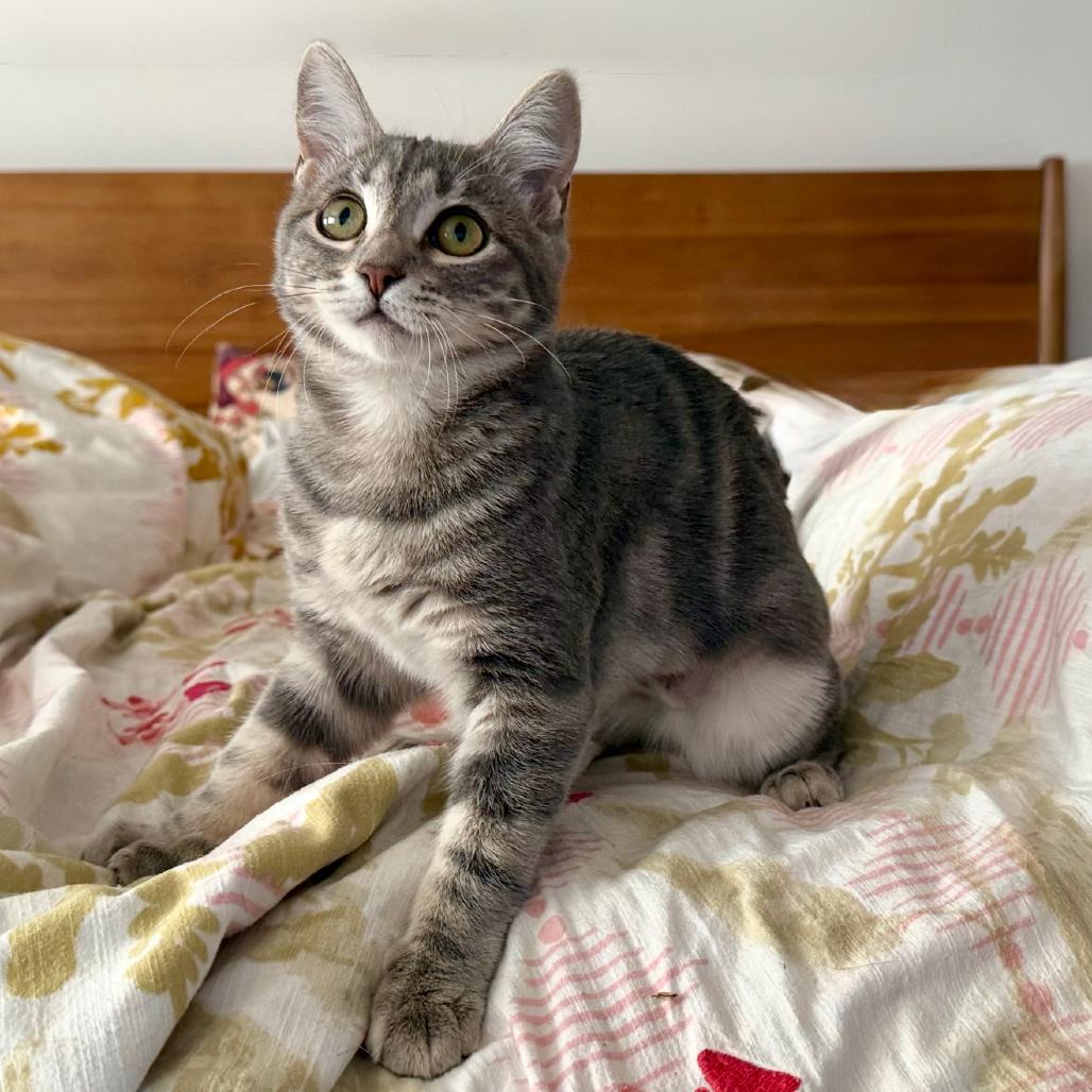 Stella, Adoptable, Kitten Female Domestic Short Hair.