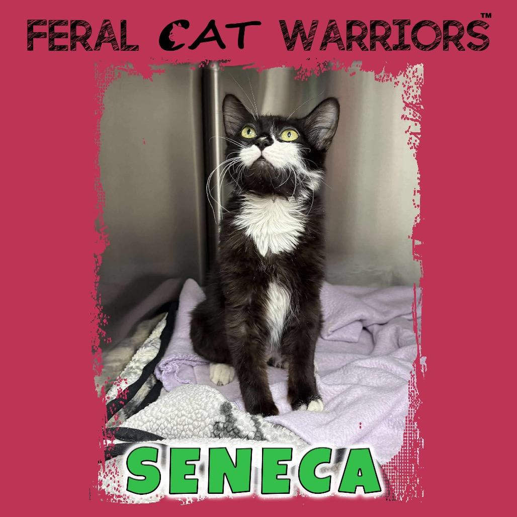 Seneca, Adoptable, Young Female Domestic Medium Hair.