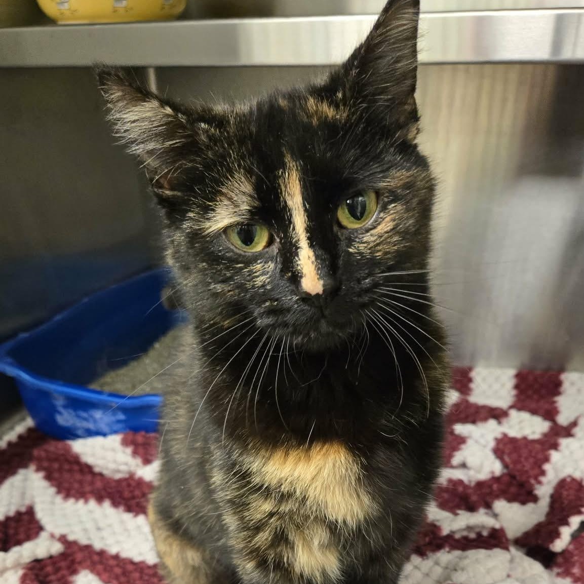 Enlarge Gypsy, an adopted Domestic Short Hair in Martinsville, IN image 2/2