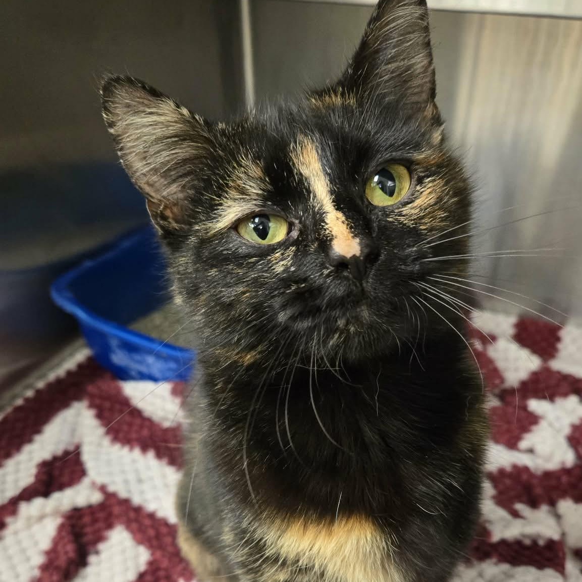 Gypsy, adopted, Young Female Domestic Short Hair.