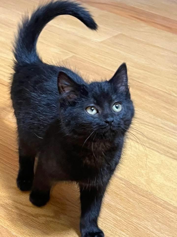 Coal, adopted, Kitten Female Domestic Short Hair.