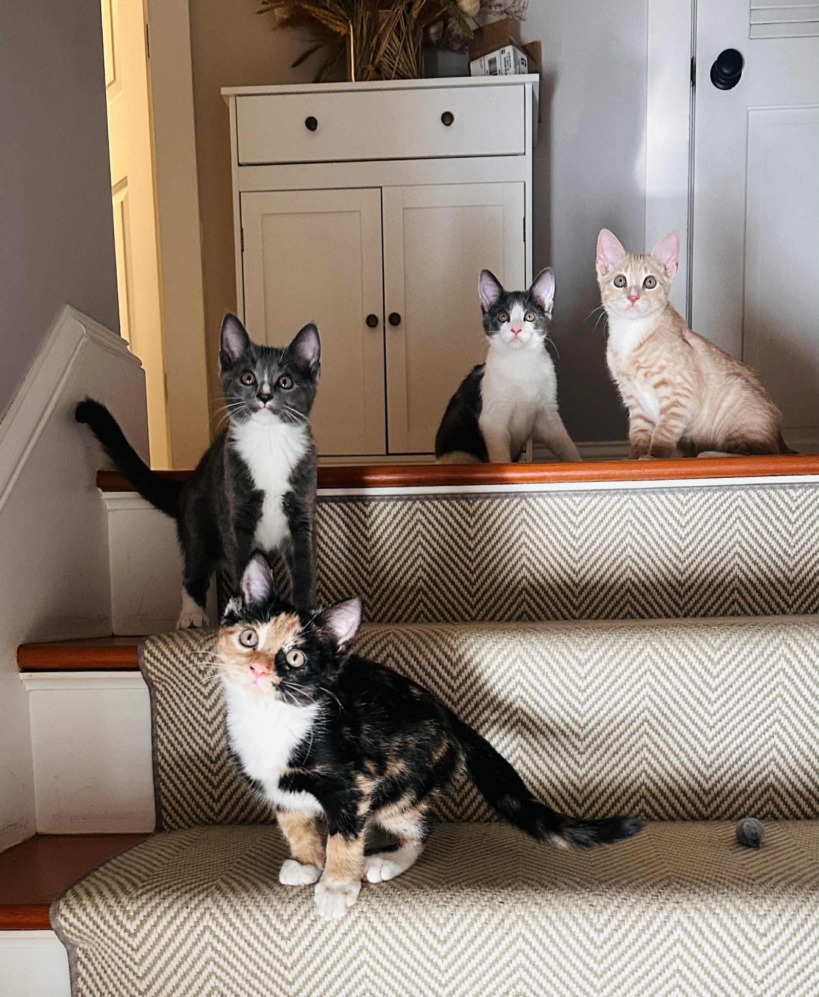 Enlarge Butters, a Adopted American Shorthair in Hull, MA image 1/4