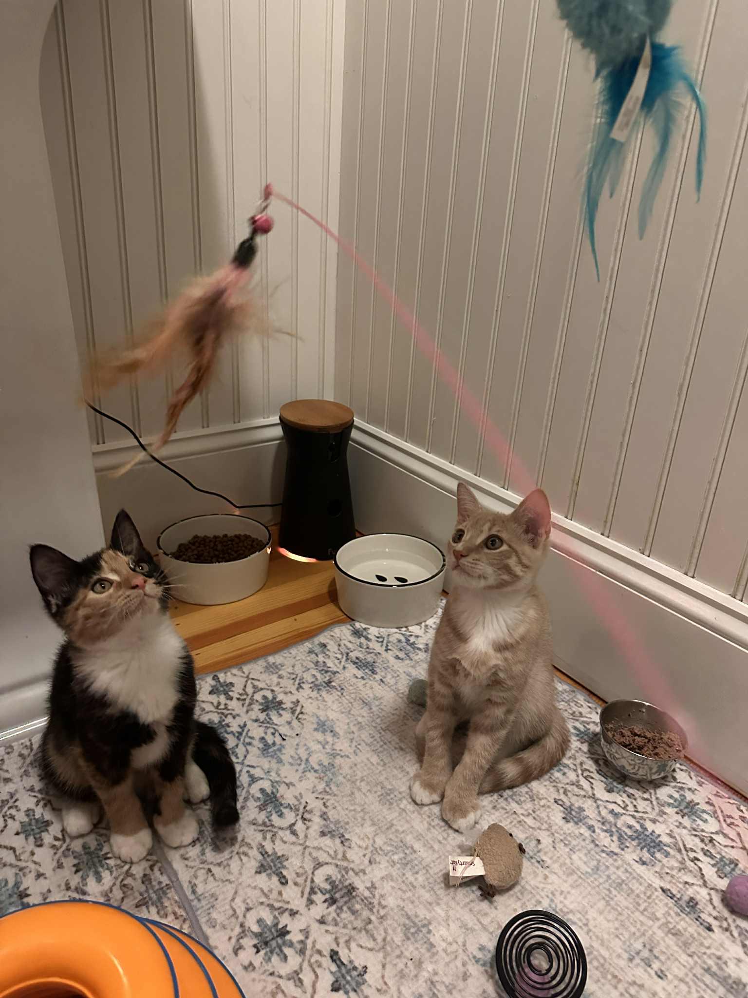 Enlarge Butters, a Adopted American Shorthair in Hull, MA image 2/4