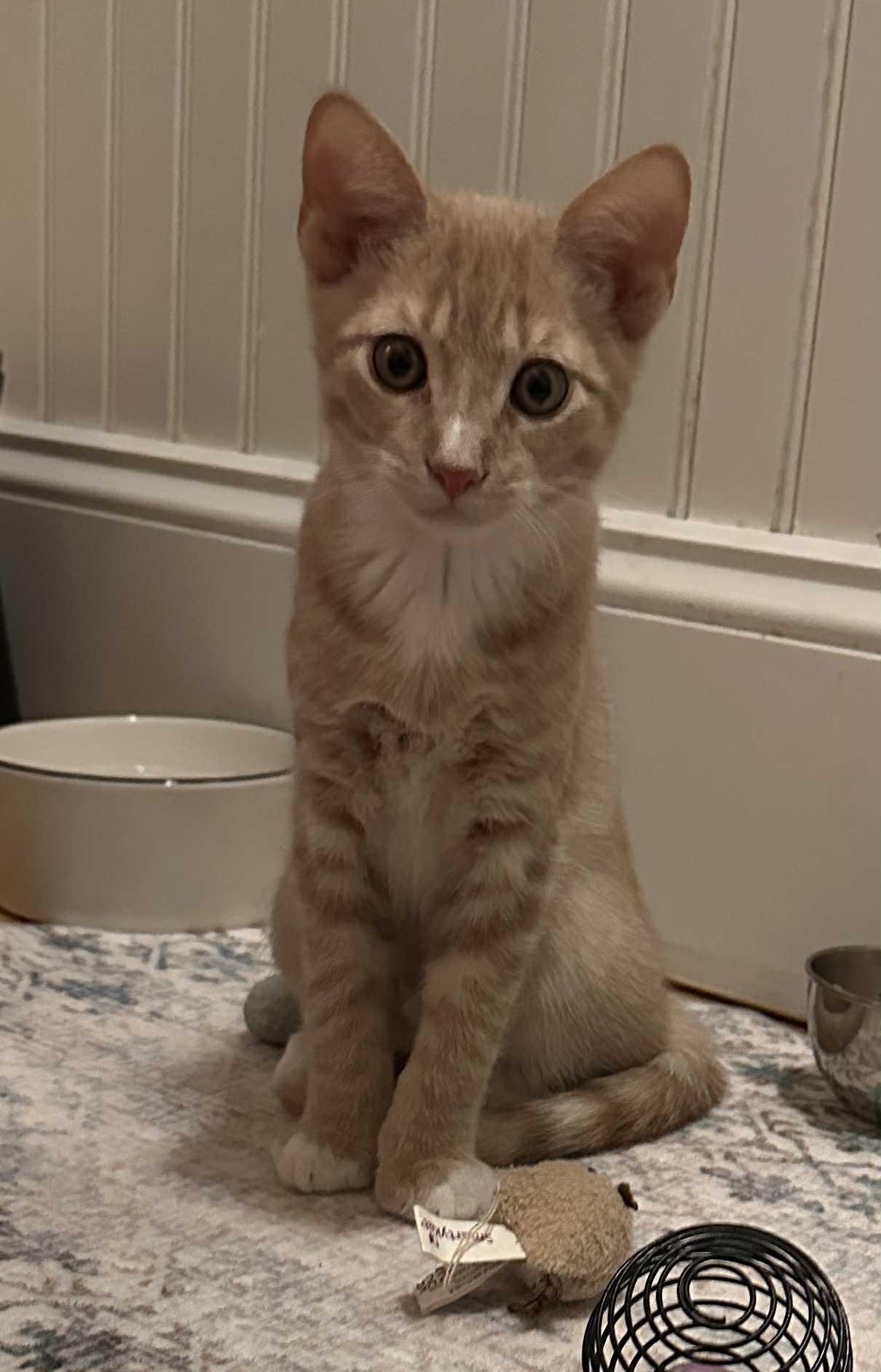 Enlarge Butters, a Adopted American Shorthair in Hull, MA image 4/4