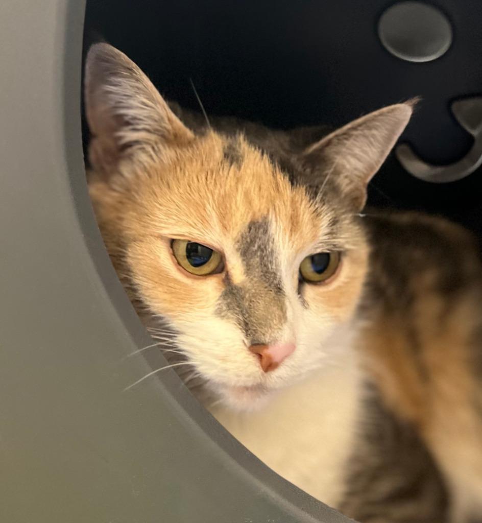 Enlarge Lily, a Adoptable mixed breed in Utica, MI image 1/5