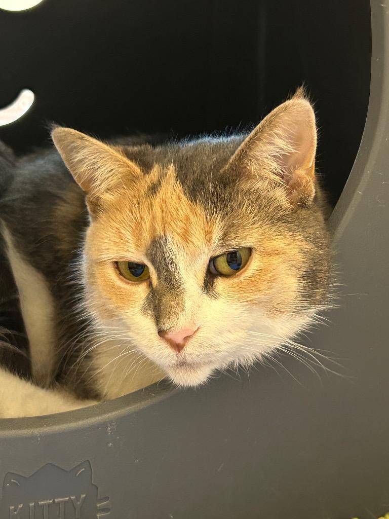 Enlarge Lily, a Adoptable mixed breed in Utica, MI image 4/5