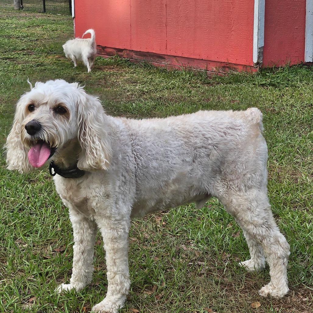 Louie, Adoptable, Senior Male Cockapoo.