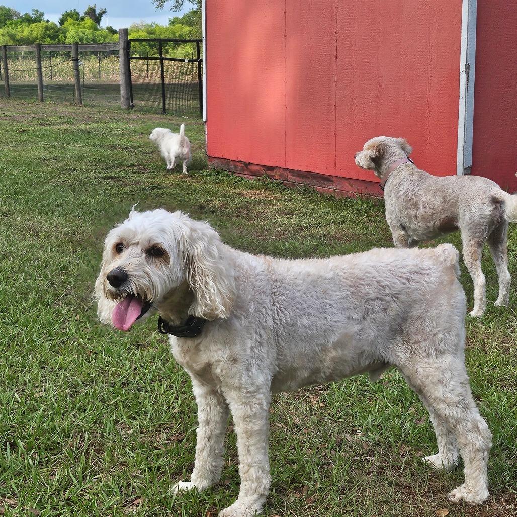 Enlarge Louie, a Adoptable Cockapoo in Sarasota, FL image 2/6