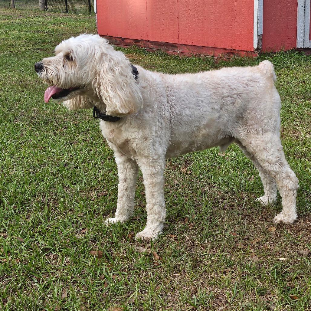 Enlarge Louie, a Adoptable Cockapoo in Sarasota, FL image 3/6
