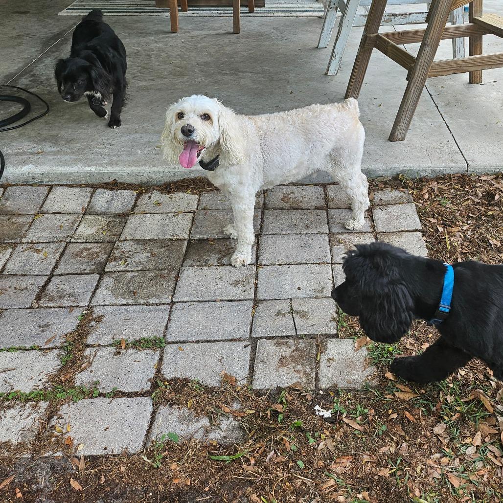 Enlarge Louie, a Adoptable Cockapoo in Sarasota, FL image 4/6