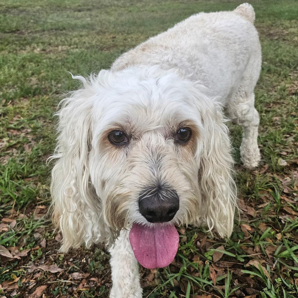 Enlarge Louie, a Adoptable Cockapoo in Sarasota, FL image 5/6