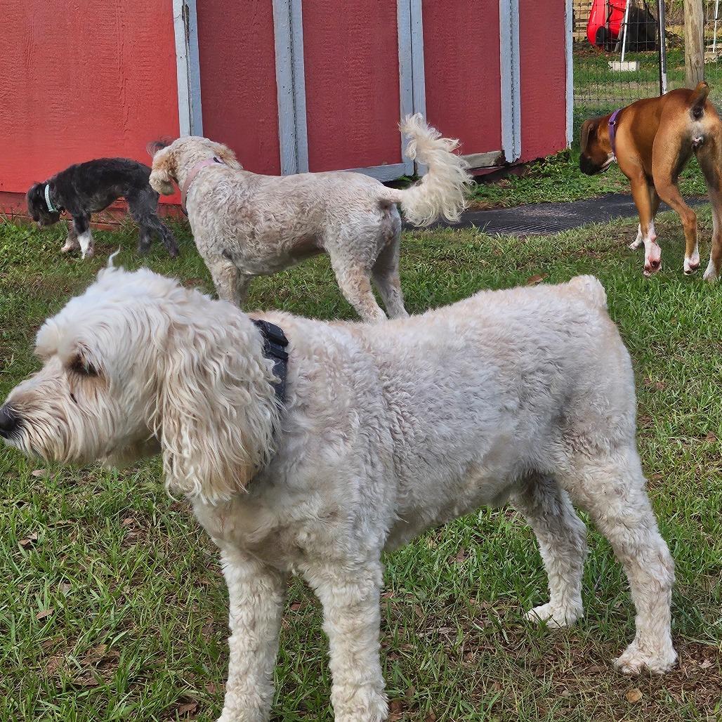 Enlarge Louie, a Adoptable Cockapoo in Sarasota, FL image 6/6