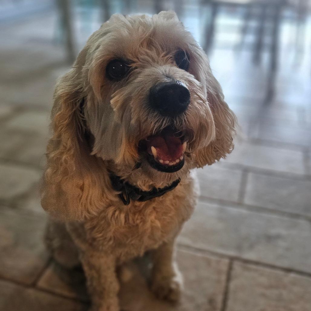 Enlarge Louie, a Adoptable mixed breed in Sarasota, FL image 6/6