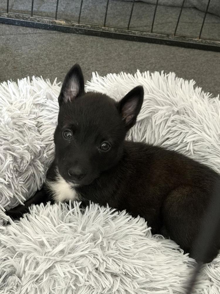Nugget, Adoptable, Puppy Female Belgian Shepherd / Malinois.