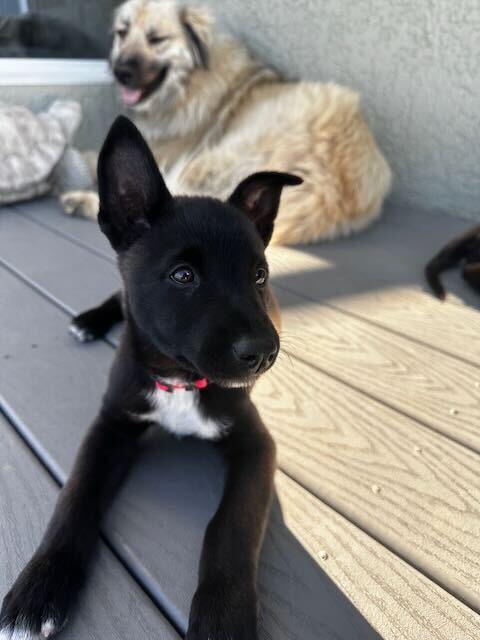 Enlarge Nugget, a Adoptable mixed breed in Pleasant Hill, CA image 2/4