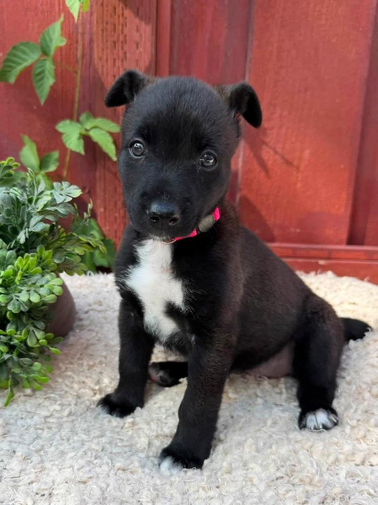 Enlarge Nugget, a Adoptable mixed breed in Pleasant Hill, CA image 3/4