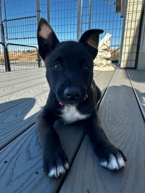 Enlarge Nugget, a Adoptable mixed breed in Pleasant Hill, CA image 4/4