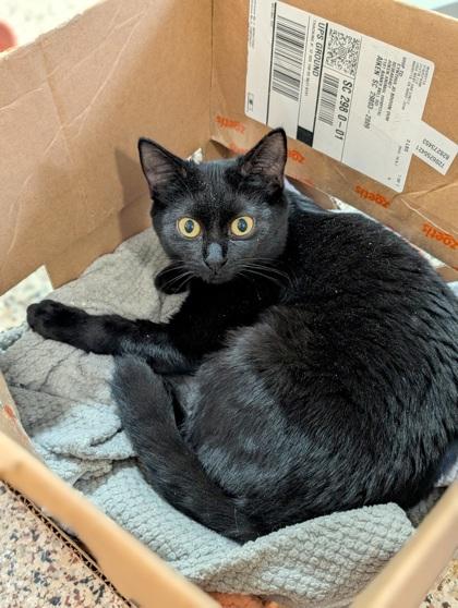 Ficus 60876, Adoptable, Young Female Domestic Short Hair & Domestic Short Hair.