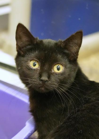 Enlarge Ficus 60876, a Adoptable mixed breed in Aiken, SC image 2/3