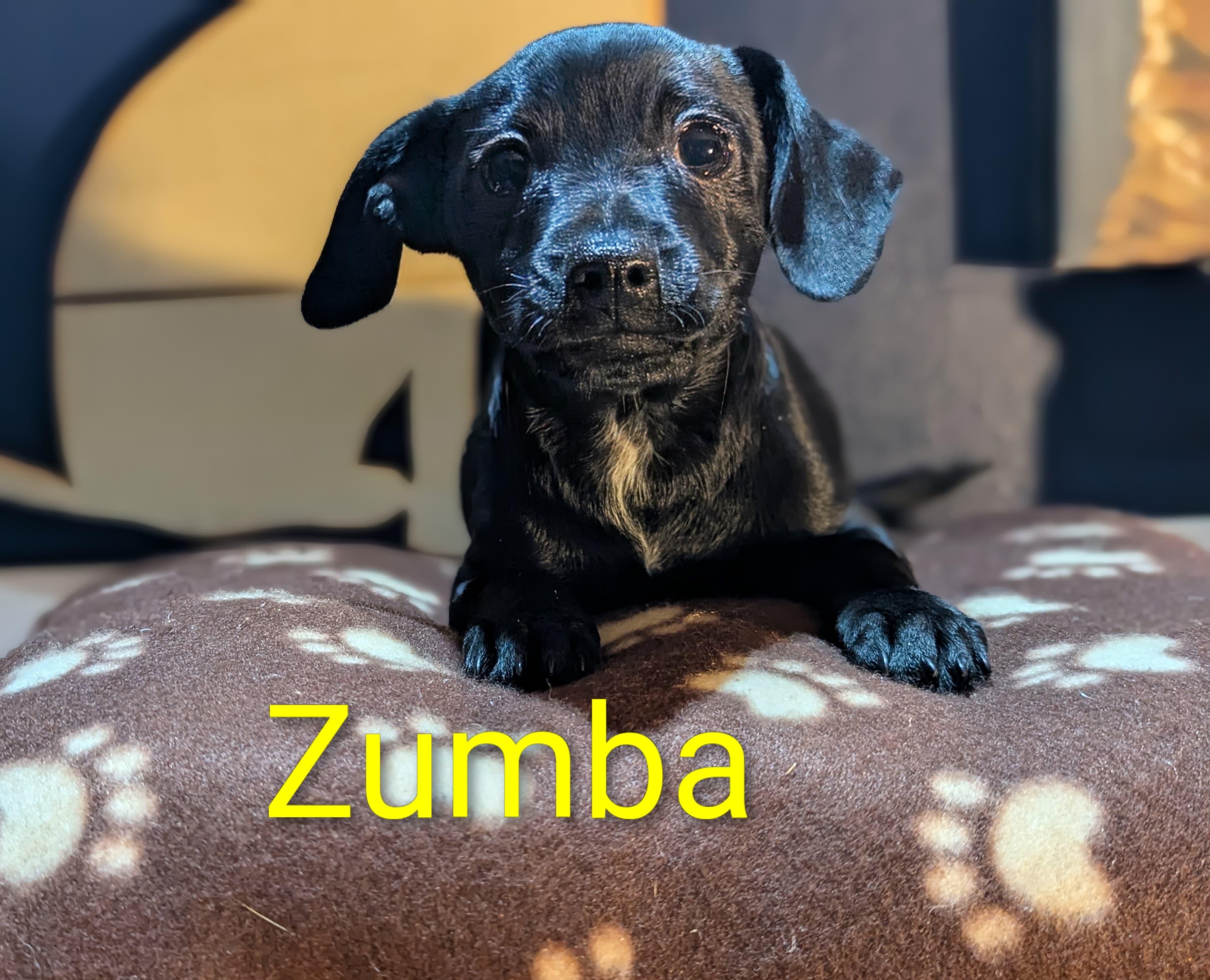 Zumba, a Adoptable mixed breed in San Jose, CA image 2/2