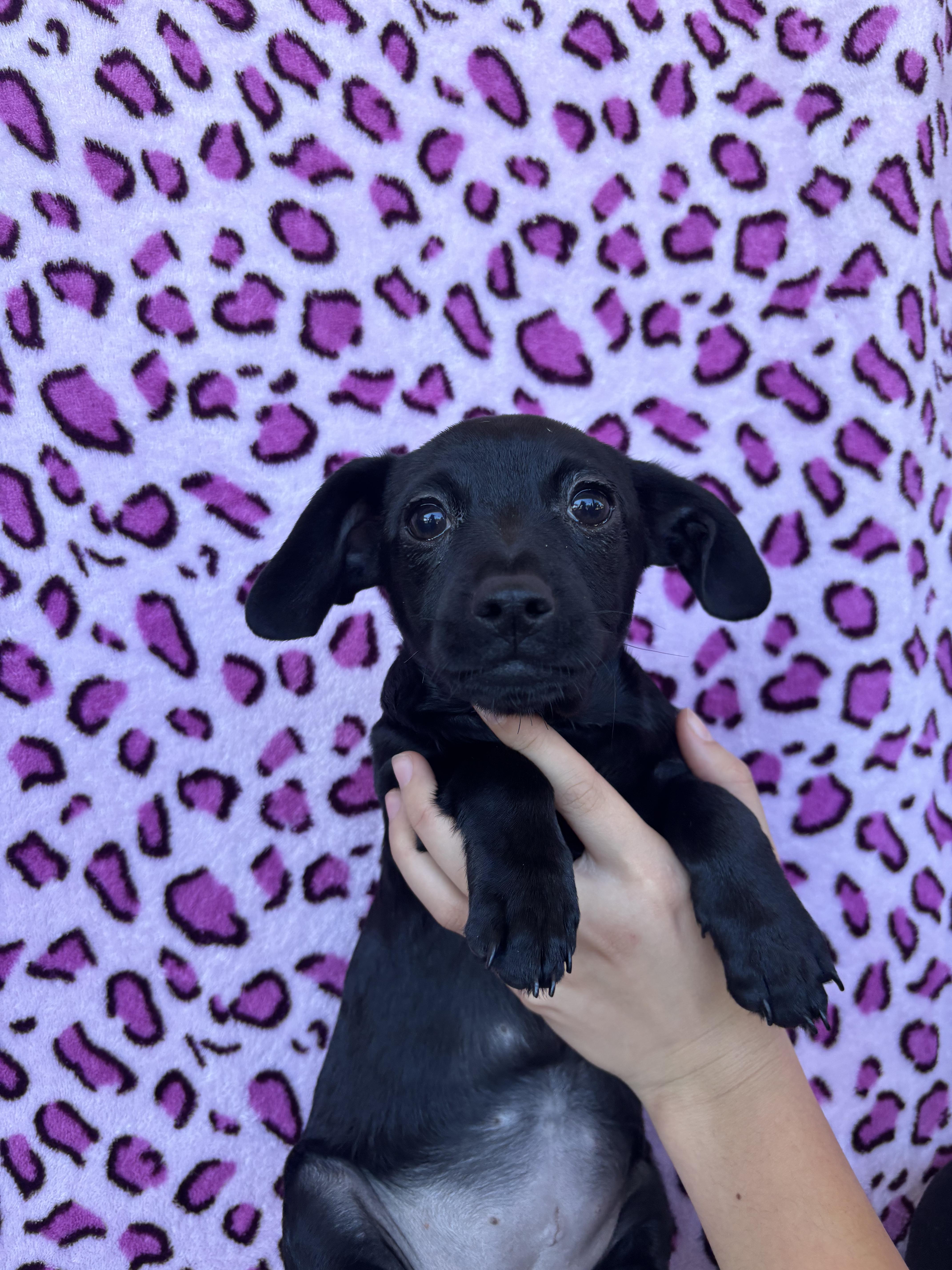 Zumba, a Adoptable mixed breed in San Jose, CA image 1/2